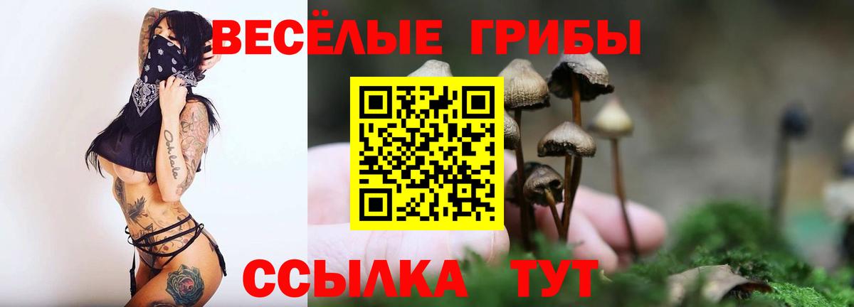 Галлюциногенные грибы Psilocybe Мурино
